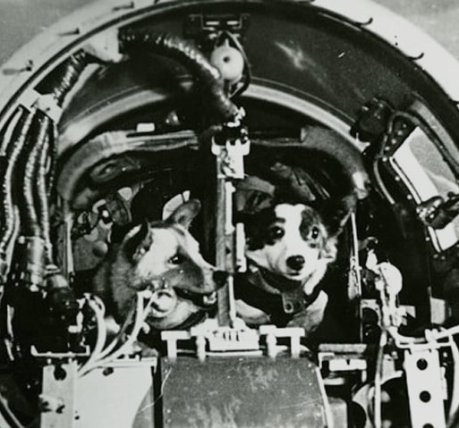Old photo of cosmonaut dogs Belka and Strelka inside their cockpit